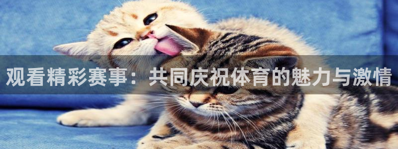 观看精彩赛事：共同庆祝体育的魅力与激情