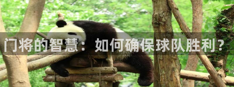 门将的智慧：如何确保球队胜利？